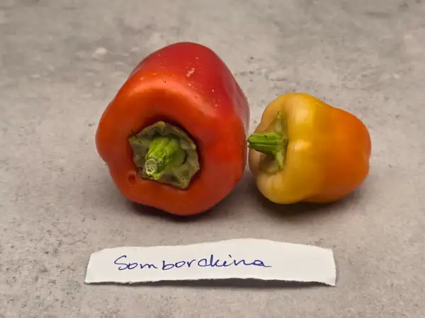 Chili / Paprika: Somborckina