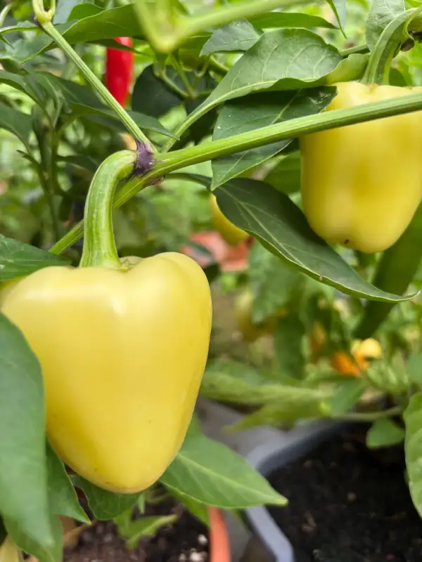 Chili / Paprika: Somborka - Schärfe 2
