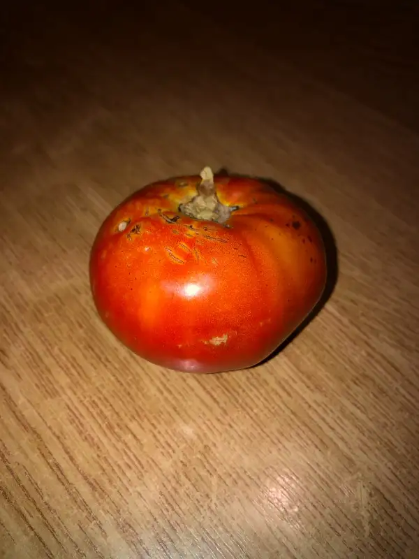 Tomaten: Somesana de Cublesu