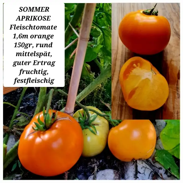 Tomaten: SOMMER APRIKOSE