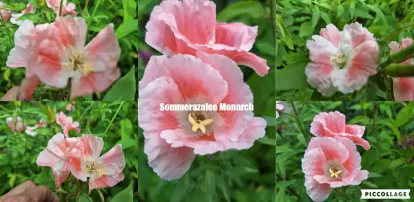 Blumen: Sommer Azaleen - Monarch