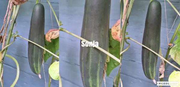 Gurken: Sonja