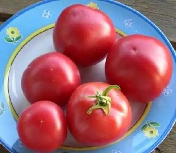 Tomaten: Sonnenaufgang