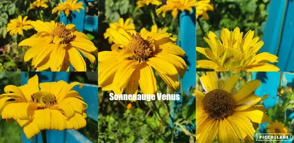 Blumen: Sonnenauge  - Venus