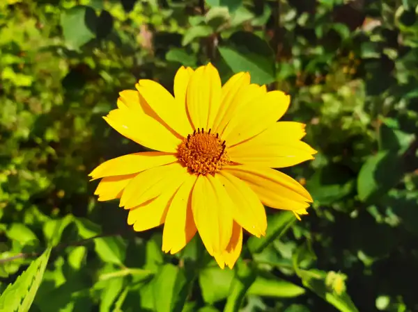 Stauden / Gehölz: Sonnenauge, heliopsis helianthoides