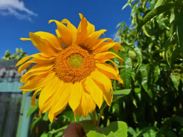 Blumen: Sonnenblume - Edible - Essbare Sorte