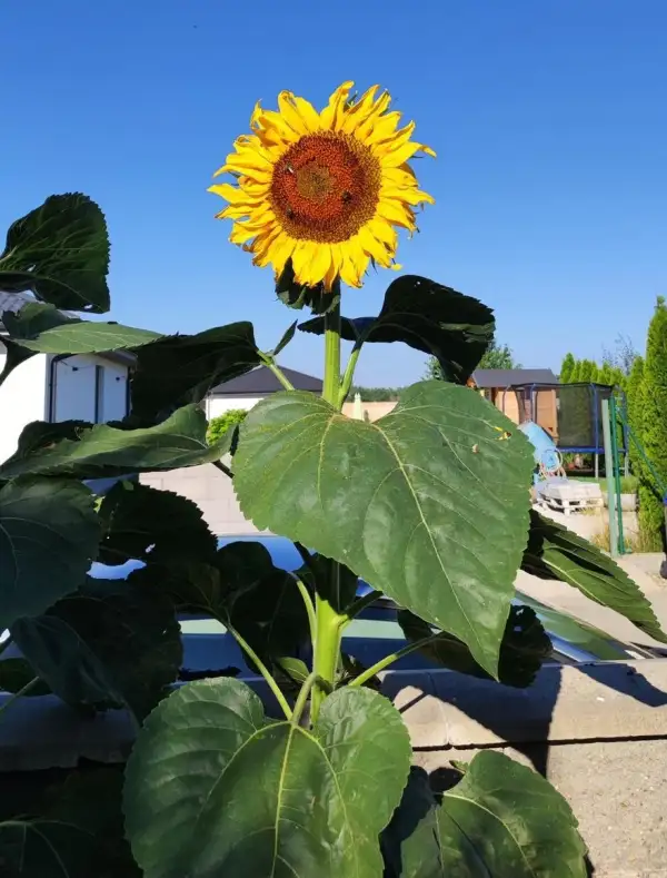 Blumen: Sonnenblume - Jane Doe