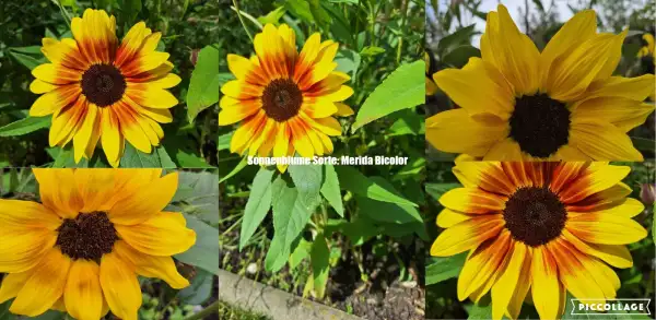 Blumen: Sonnenblume - Merida Bicolore