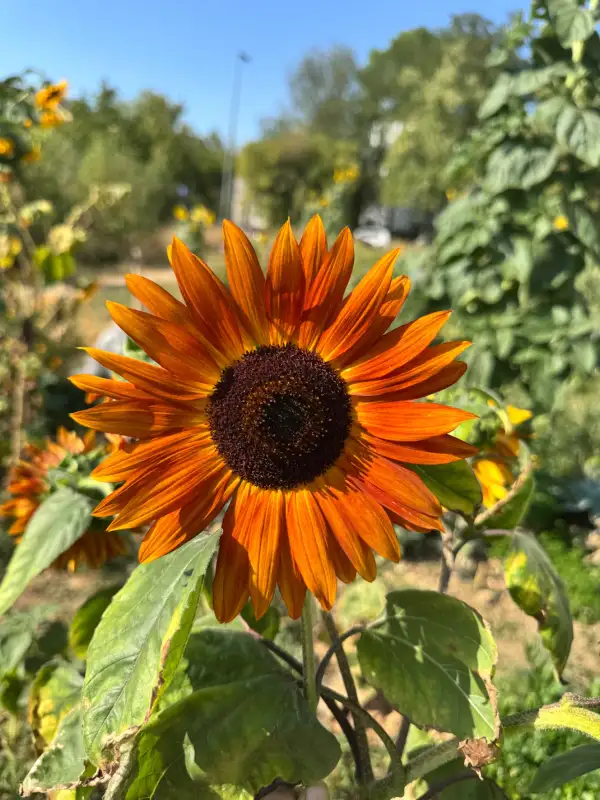 Blumen: Sonnenblume „Abendsonne“