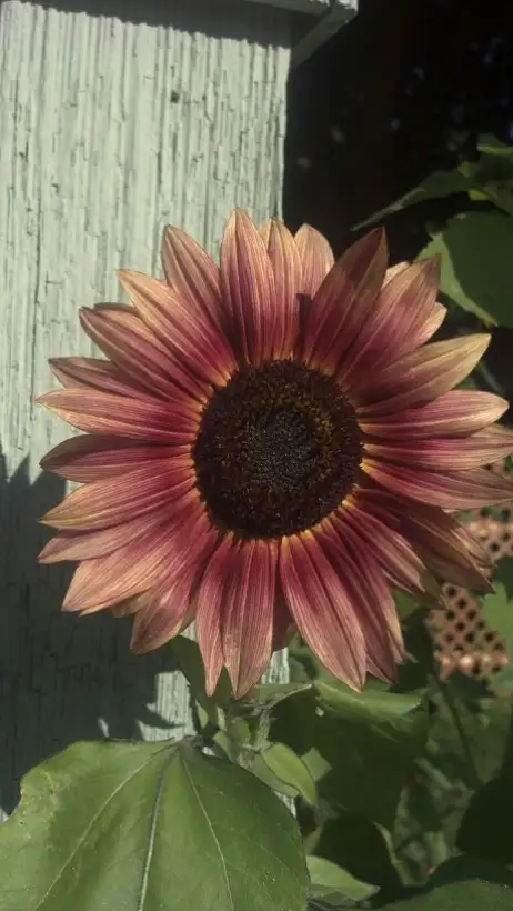 Blumen: Sonnenblume altrosa