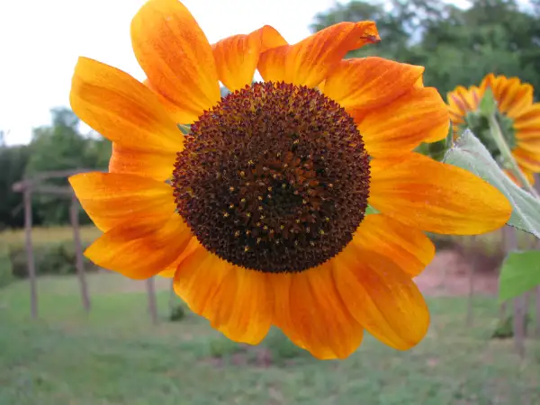 Blumen: Sonnenblume gelb, rost meliert