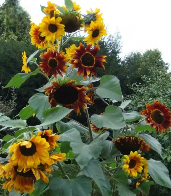 Blumen: Sonnenblume Herbstschönheit