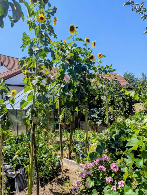 Blumen: Sonnenblume King Kong