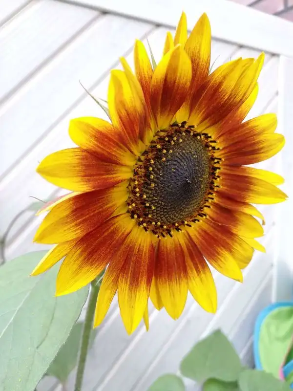 Blumen: Sonnenblume "La Torre"