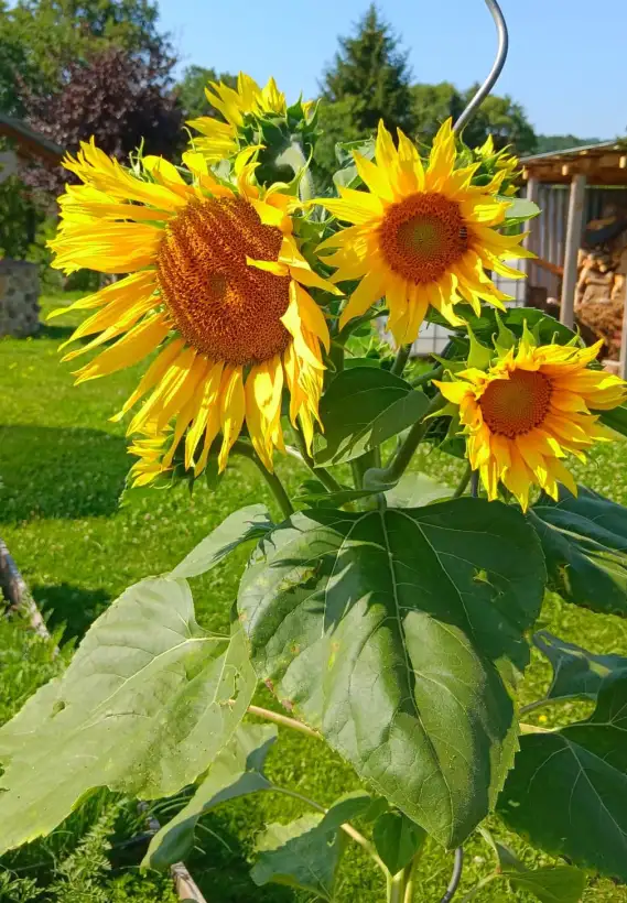 Blumen: Sonnenblume mit vielen Blüten