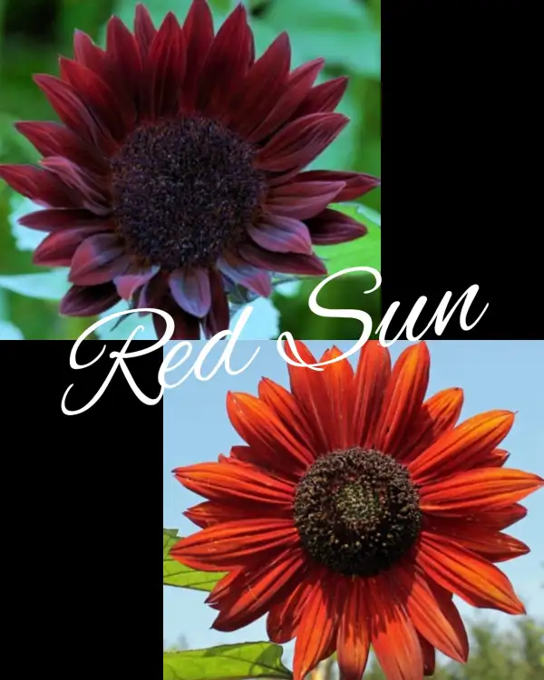 Blumen: Sonnenblume Red Sun