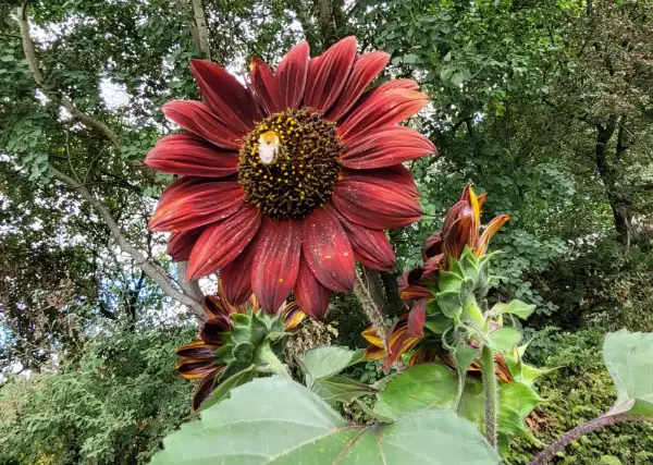 Blumen: Sonnenblume ROT