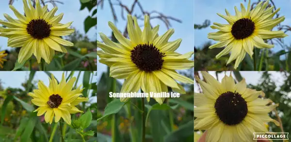 Blumen: Sonnenblume Sorte: Vanilla Ice