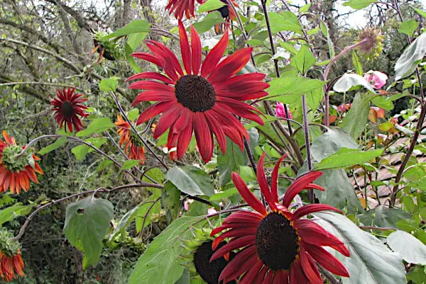 Blumen: Sonnenblume "Velvet Queen"