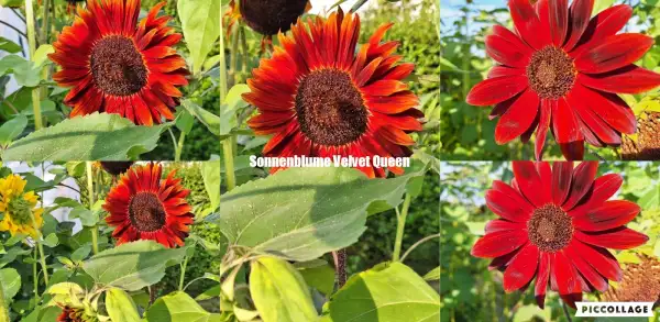 Blumen: Sonnenblume Velvet Queen