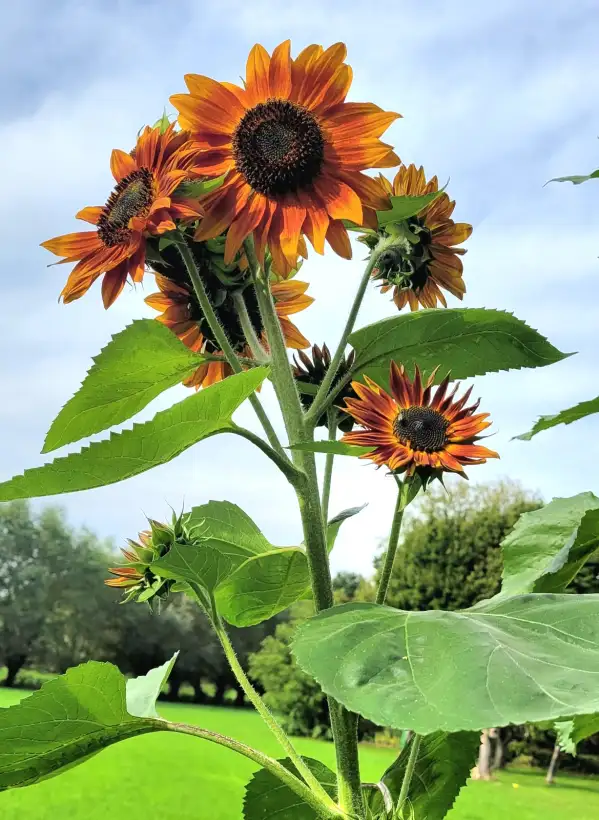 Blumen: Sonnenblumen