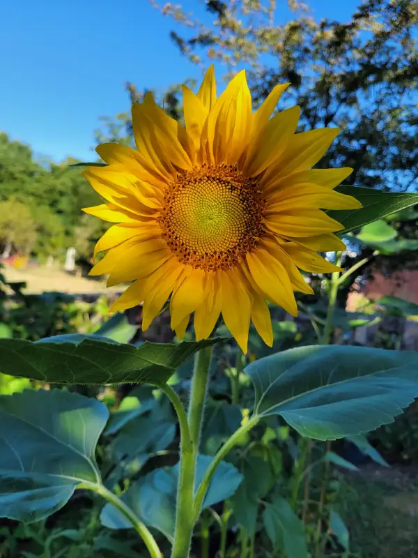 Blumen: Sonnenblumen