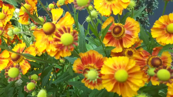 Blumen: Sonnenbraut Mischung