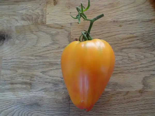 Tomaten: Sonnenherz