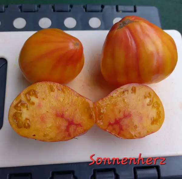 Tomaten: Sonnenherz