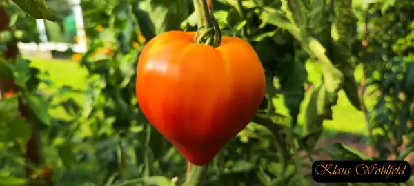 Tomaten: Sonnenherz