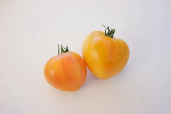 Tomaten: Sonnenherz