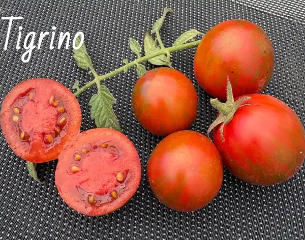 Tomaten: Sonnenherz