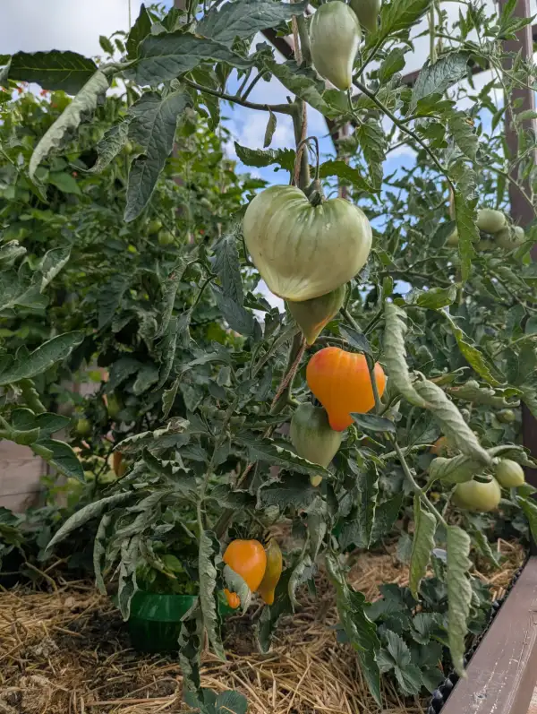 Tomaten: Sonnenherz