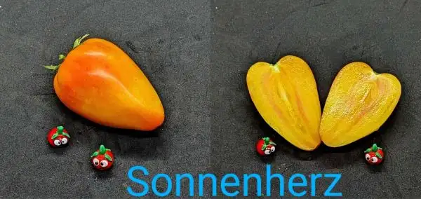 Tomaten: Sonnenherz