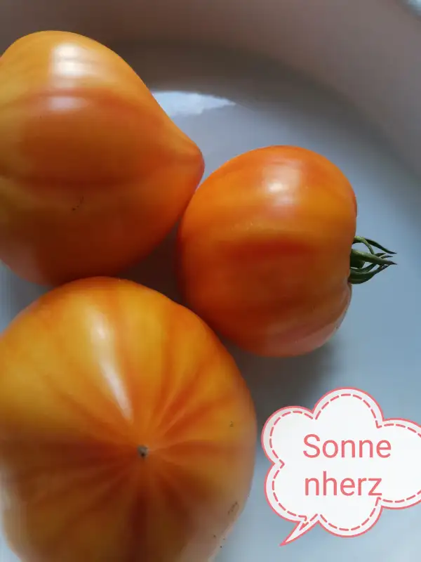 Tomaten: Sonnenherz, Ochsenherz