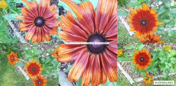 Blumen: Sonnenhut Cappuccino