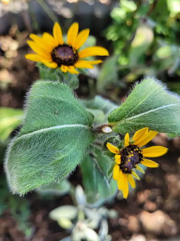 Kräuter: Sonnenhut/Echinacea