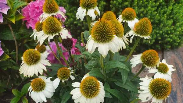 Blumen: Sonnenhut Echinacea purpurea Sorte Baby White Swan