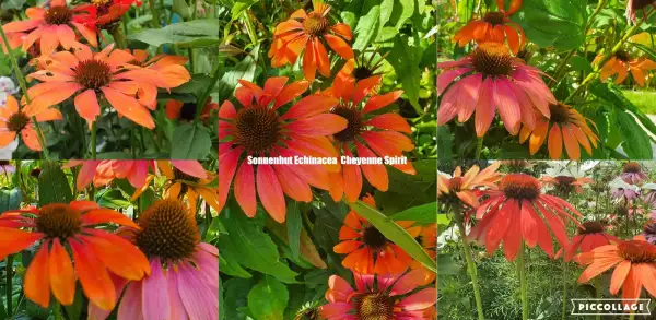 Blumen: Sonnenhut Echinacea purpurea Sorte Cheyenne Spirit