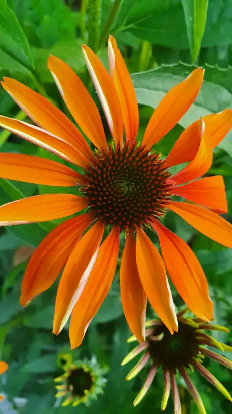 Blumen: Sonnenhut Echinacea purpurea Sorte Cheyenne Spirit