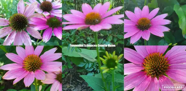 Blumen: Sonnenhut Echinacea purpurea Sorte Cornetto Melon