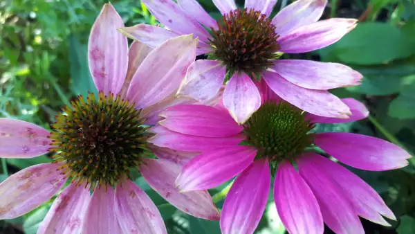 Blumen: Sonnenhut Echinacea purpurea Sorte Cornetto Melon