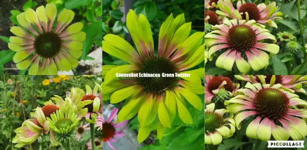 Blumen: Sonnenhut Echinacea purpurea Sorte Green Twister