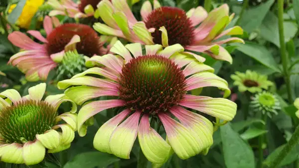 Blumen: Sonnenhut Echinacea purpurea Sorte Green Twister