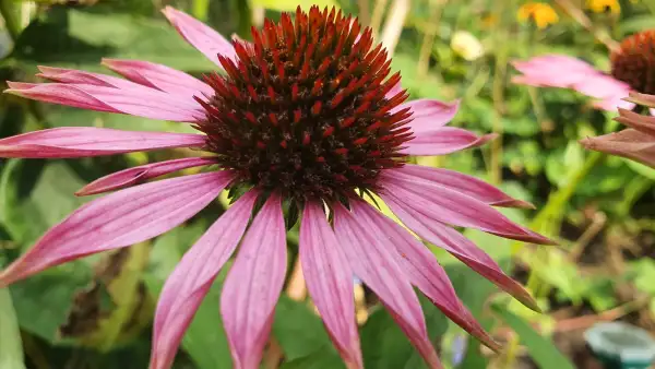 Blumen: Sonnenhut Echinacea purpurea Sorte Magnus Purpurrosa