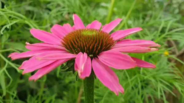 Blumen: Sonnenhut Echinacea purpurea Sorte Pur Pur