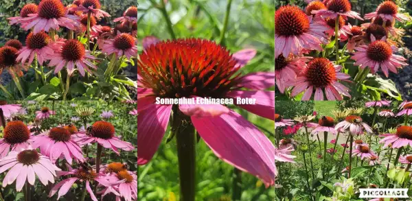 Blumen: Sonnenhut Echinacea purpurea Sorte Roter