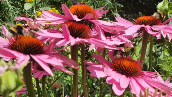 Blumen: Sonnenhut Echinacea purpurea Sorte Roter