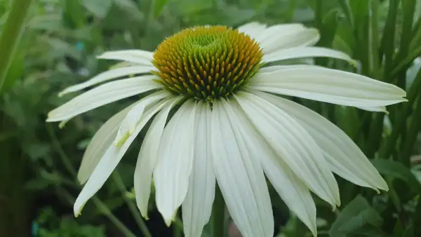 Blumen: Sonnenhut Echinacea purpurea Sorte White Swan