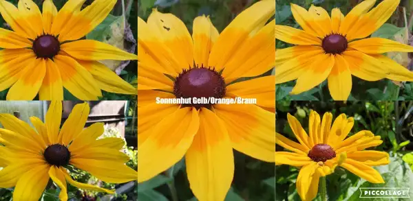 Blumen: Sonnenhut Gelb/Orange/Braun